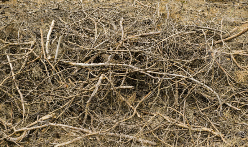 Professionelle Gartenabfall Entsorgung – effiziente Entsorgung von Grünabfällen und Gartenresten, Ein Haufen mit Geäst